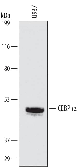 Detection of Human CEBP a antibody by Western Blot.