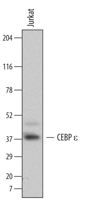 Detection of Human CEBP e antibody by Western Blot.