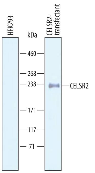 Detection of CELSR2 antibody by Western Blot.