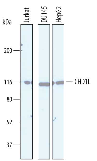 Detection of Human CHD1L antibody by Western Blot.