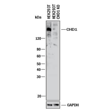 Western Blot Shows Human CHD1 Antibody Specificity by Using Knockout Cell Line.