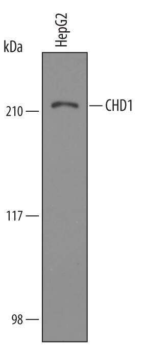 Detection of Human CHD1 antibody by Western Blot.