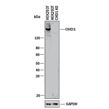 Western Blot Shows Human CHD1 Antibody Specificity by Using Knockout Cell Line.