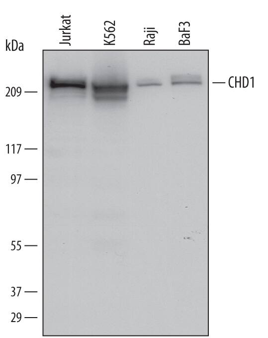 Detection of Human and Mouse CHD1 antibody by Western Blot.