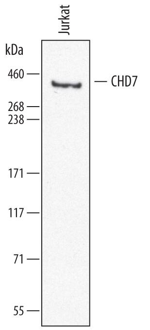 Detection of Human CHD7 antibody by Western Blot.