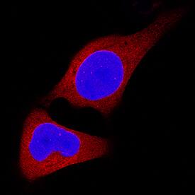 CHIP/STUB1 antibody in HeLa Human Cell Line by Immunocytochemistry (ICC).