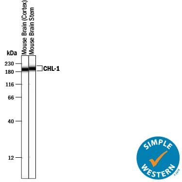 Detection of Mouse CHL-1/L1CAM-2 antibody by Simple WesternTM.