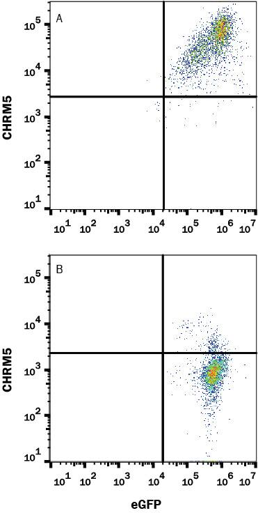 Detection of CHRM5 antibody in HEK293 Human Cell Line Transfected with Human CHRM5 and eGFP antibody by Flow Cytometry.