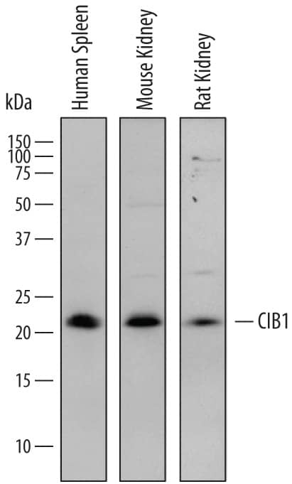 Detection of Human, Mouse, and Rat CIB1 antibody by Western Blot.