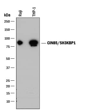 Detection of Human CIN85/SH3KBP1 antibody by Western Blot.