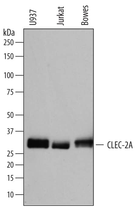 Detection of Human CLEC-2A antibody by Western Blot.