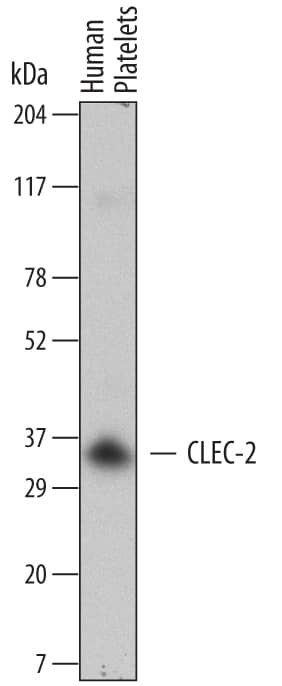 Detection of Human CLEC-2/CLEC1B antibody by Western Blot.