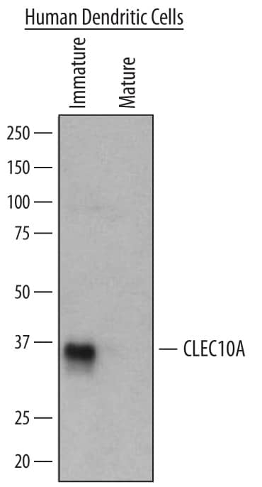 Detection of Human CLEC10A/CD301 antibody by Western Blot.