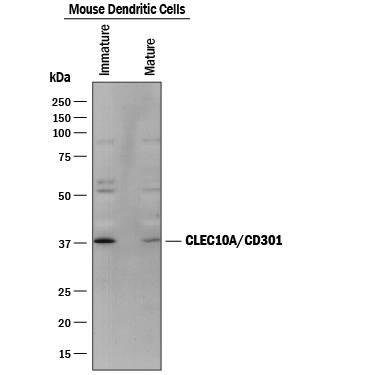 Detection of Mouse CLEC10A/CD301 antibody by Western Blot.