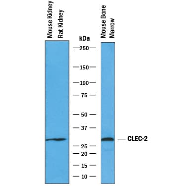 Detection of Mouse and Rat CLEC-2/CLEC1B antibody by Western Blot.