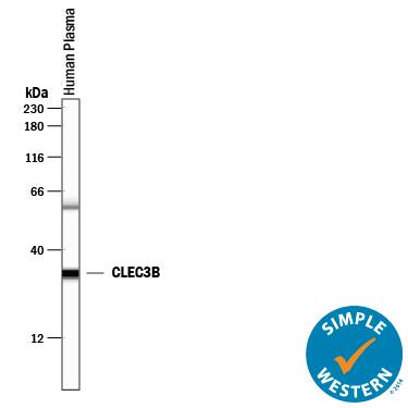 Detection of Human CLEC3B/Tetranectin antibody by Simple WesternTM.