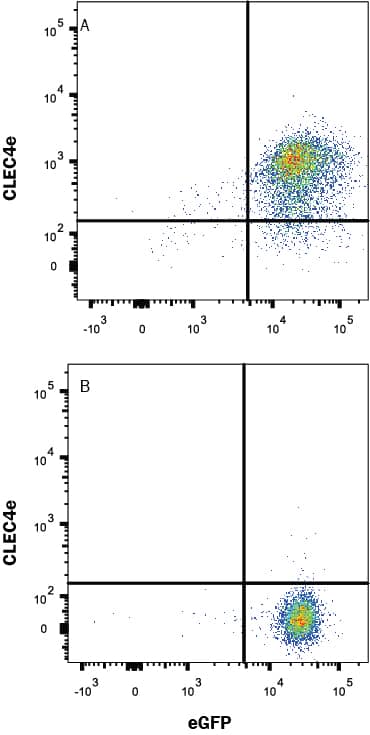 Detection of CLEC4e antibody in HEK293 Human Cell Line Transfected with Human CLEC4e and eGFP antibody by Flow Cytometry.