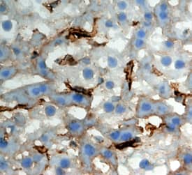 CLEC4F/CLECSF13 antibody in Mouse Liver by Immunohistochemistry (IHC-Fr).