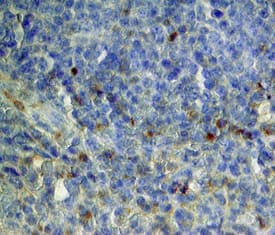 CLEC9a antibody in Human Spleen by Immunohistochemistry (IHC-P).