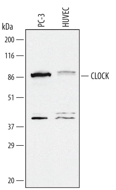 Detection of Human CLOCK antibody by Western Blot.