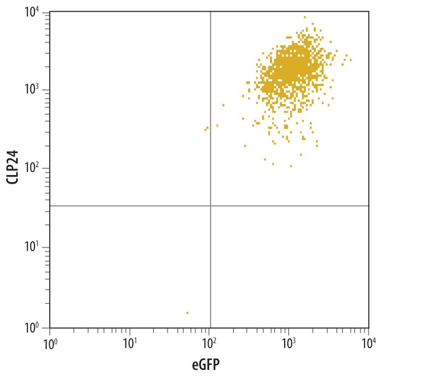 Detection of CLP24 antibody in CLP24 and eGFP Co-Transfected Cells antibody by Flow Cytometry.