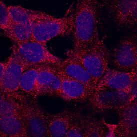 CLP24 antibody in NTera-2 Human Cell Line by Immunocytochemistry (ICC).