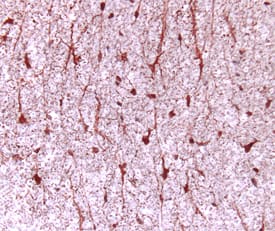 CNTF antibody in Rat Spinal Cord by Immunohistochemistry (IHC-Fr).