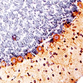 CNTF antibody in Rat Cerebellum by Immunohistochemistry (IHC-Fr).