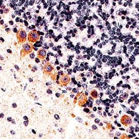 CNTF antibody in Mouse Cerebellum by Immunohistochemistry (IHC-Fr).