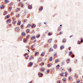 CNTF antibody in Mouse Brain by Immunohistochemistry (IHC-P).