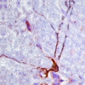 CNTF antibody in Rat Brain by Immunohistochemistry (IHC-Fr).