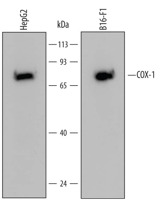 Detection of Human and Mouse COX-1 antibody by Western Blot.