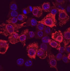COX-2 antibody in RAW 264 by Immunocytochemistry (ICC).7 Mouse Cells by Immunocytochemistry (ICC).