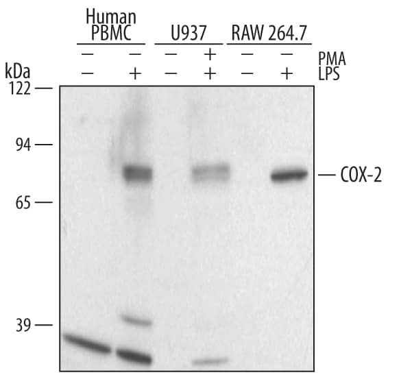 Detection of Human and Mouse COX-2 antibody by Western Blot.