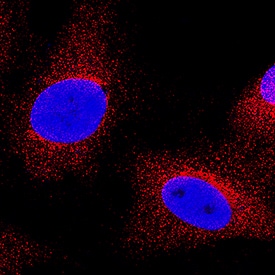 COX-2 antibody in A549 Human Cell Line by Immunocytochemistry (ICC).
