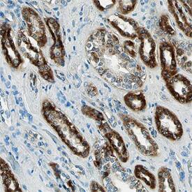 COX4-I1 antibody in Human Kidney by Immunohistochemistry (IHC-P).