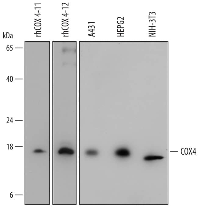 Detection of Human and Mouse COX4 antibody by Western Blot.