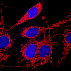 COX4 antibody in NIH-3T3 Mouse Cell Line by Immunocytochemistry (ICC).