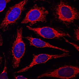 COX4 antibody in HeLa Human Cell Line by Immunocytochemistry (ICC).