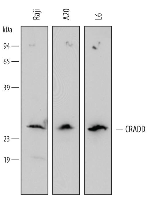 Detection of Human/Mouse/Rat CRADD antibody by Western Blot.