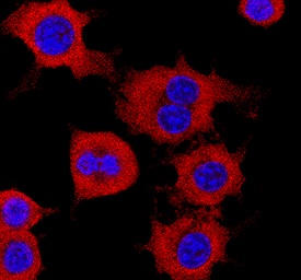 CRBN antibody in RAW 264 by Immunocytochemistry (ICC).7 Mouse Cell Line by Immunocytochemistry (ICC).