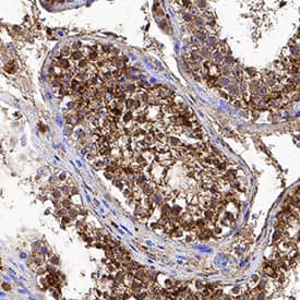 CRBN antibody in Human Testis by Immunohistochemistry (IHC-P).
