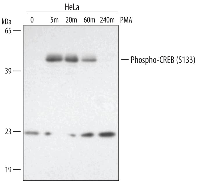 Detection of Human Phospho-CREB (S133) antibody by Western Blot.