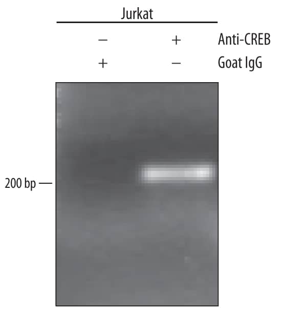 Detection of CREB-regulated Genes antibody by Chromatin Immunoprecipitation.