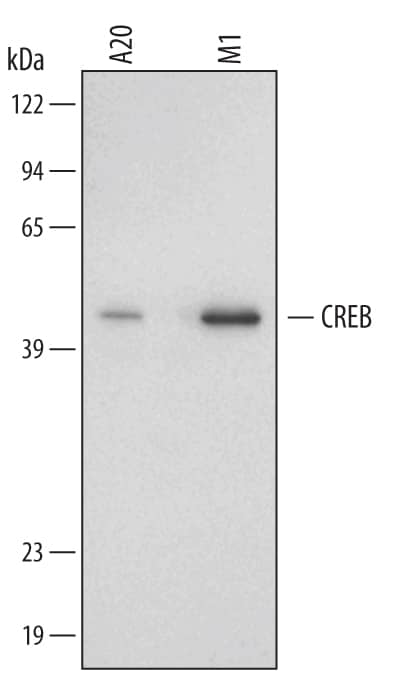 Detection of Mouse/Rat CREB antibody by Western Blot.