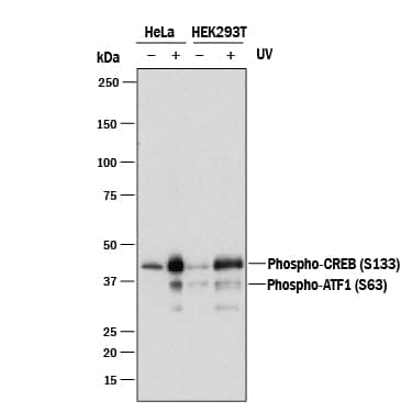 Detection of Human Phospho-CREB (S133) antibody by Western Blot.