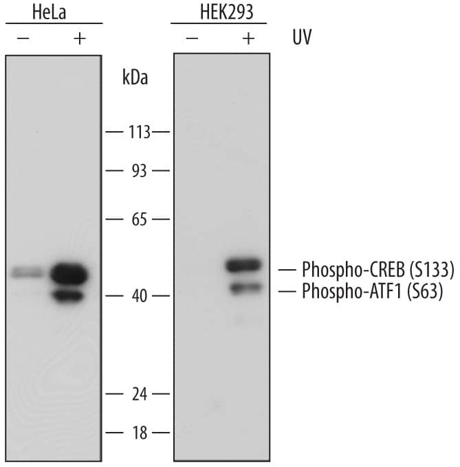 Detection of Human Phospho-CREB (S133) antibody by Western Blot.