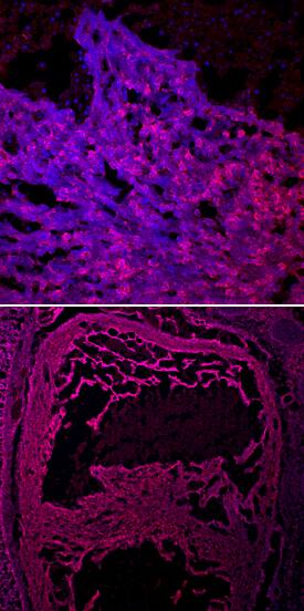 CRELD1 antibody in Mouse Embryo by Immunohistochemistry (IHC-Fr).