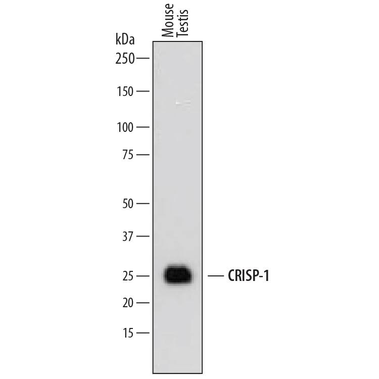 Detection of Mouse CRISP-1 antibody by Western Blot.