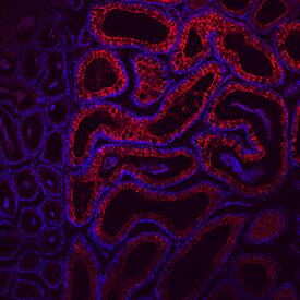 CRISP-1 antibody in Mouse Epididymis by Immunohistochemistry (IHC-Fr).